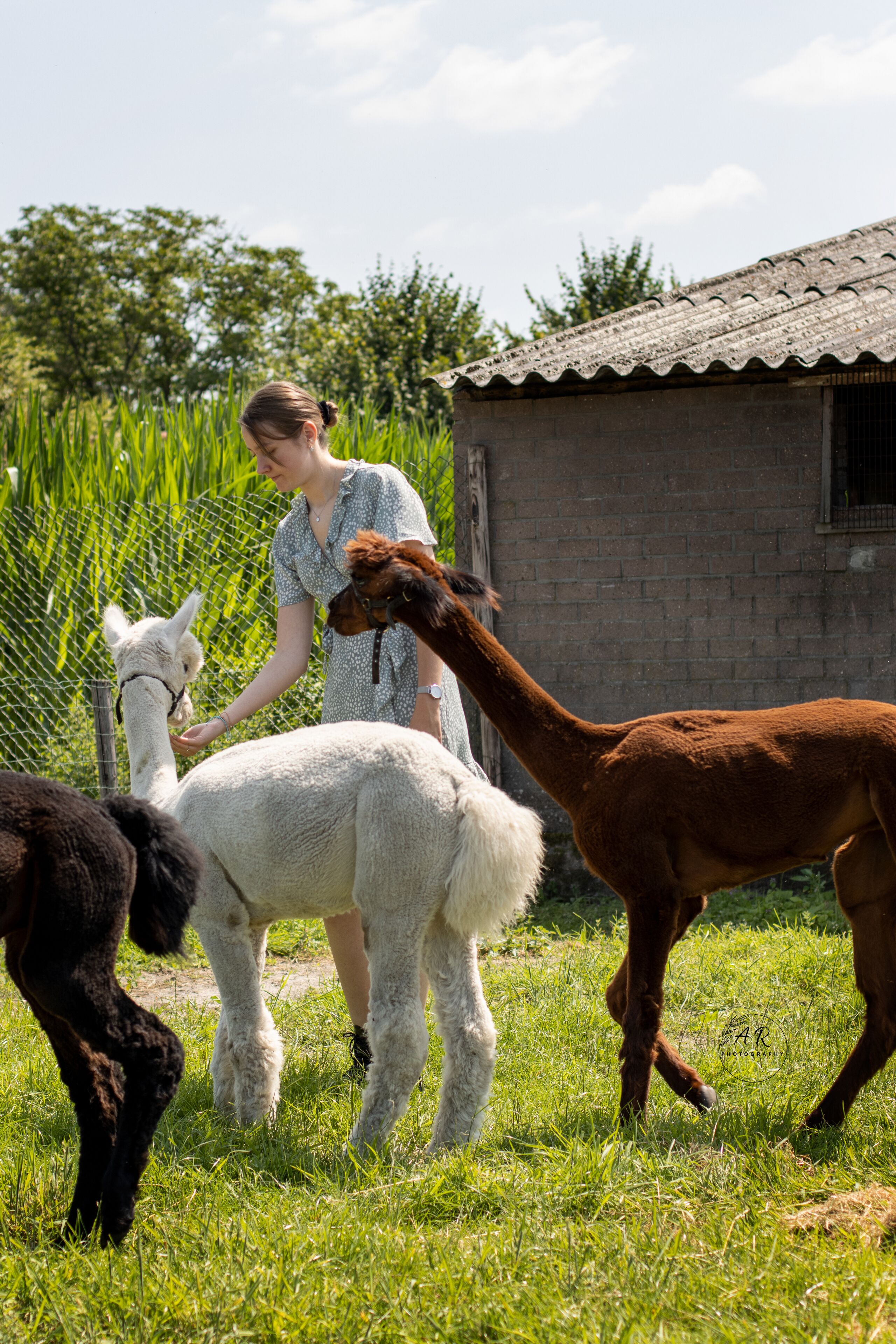 Foto - Boutique hotel Lytel Blue