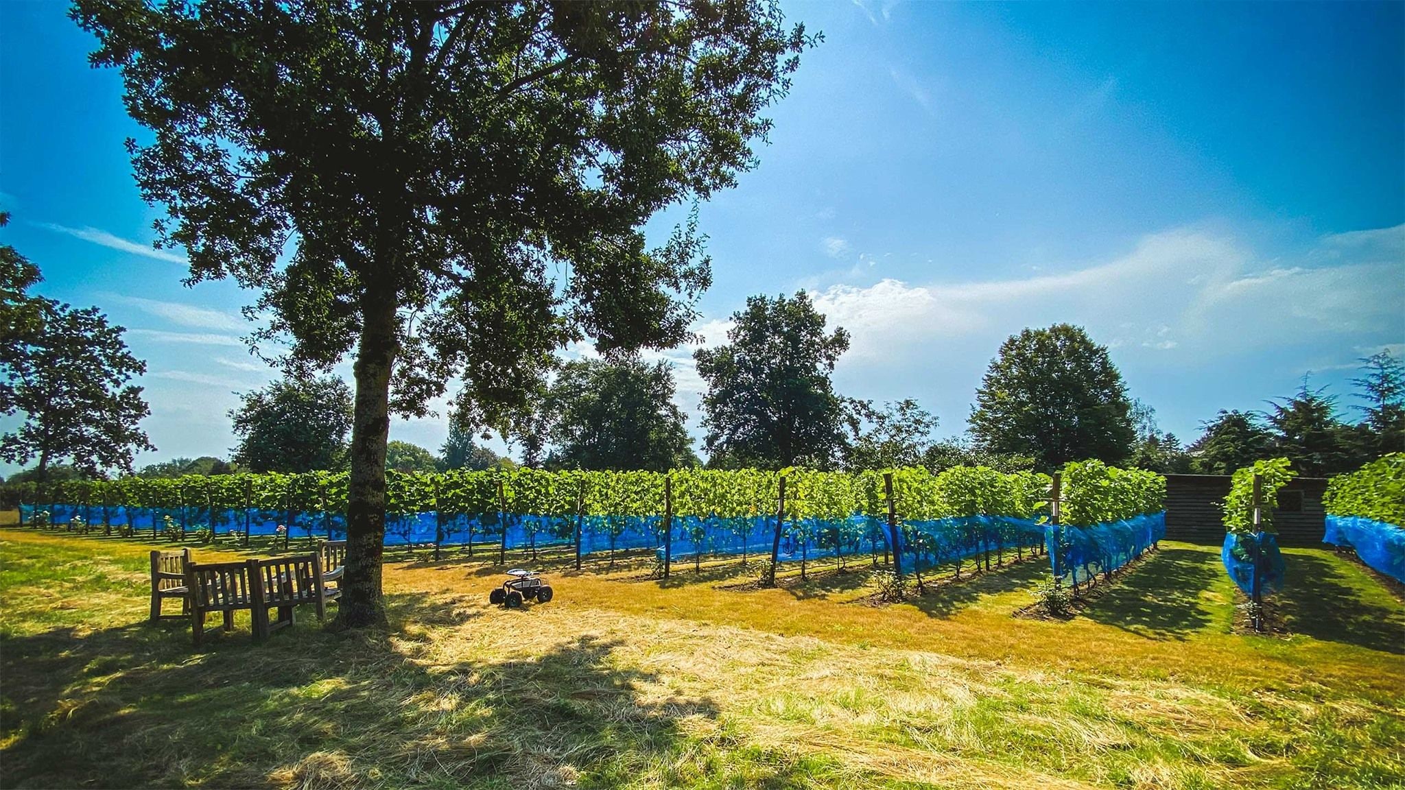 A vineyard with rows of grapevines, a wooden bench, and a clear blue sky.