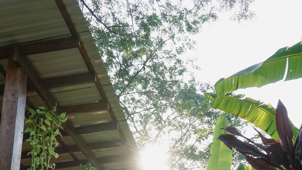 Un sentier bordé d’une végétation luxuriante et surmonté d’une structure en forme de pergola en bois.