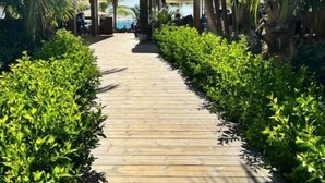 A wooden pathway flanked by lush green bushes and palm trees, leading to a covered area with a view of the sea.