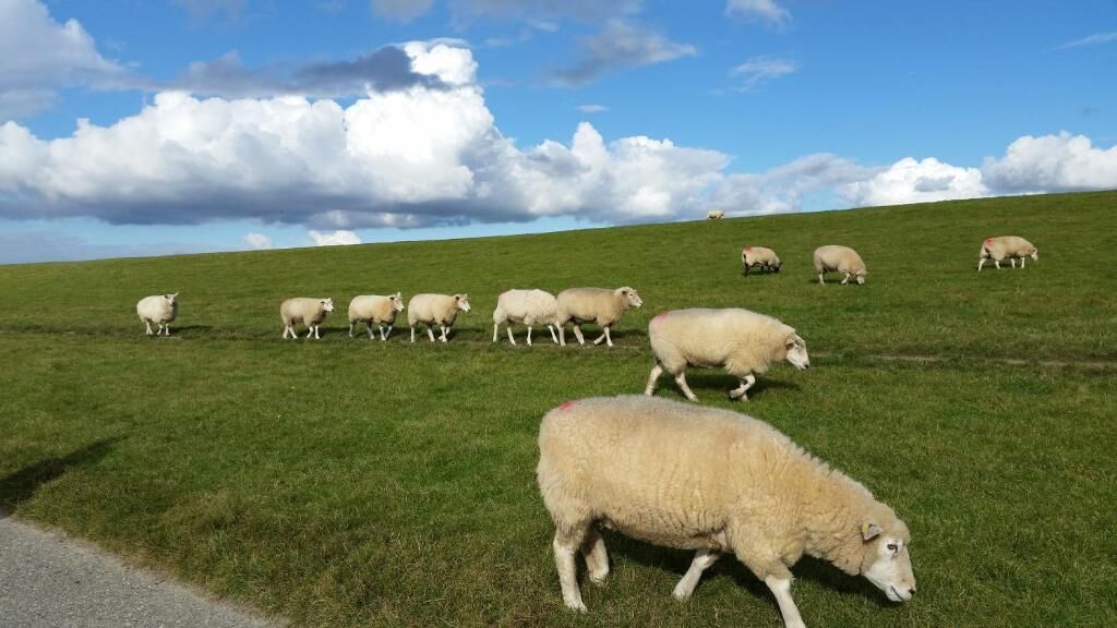 Eine grüne Wiese mit weidenden Schafen.