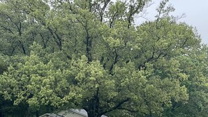 A single-story house with a porch, surrounded by lush greenery and trees. - Explore the Shawnee National Forest-reserve the SHAWNEE HIDEAWAY (Equality)