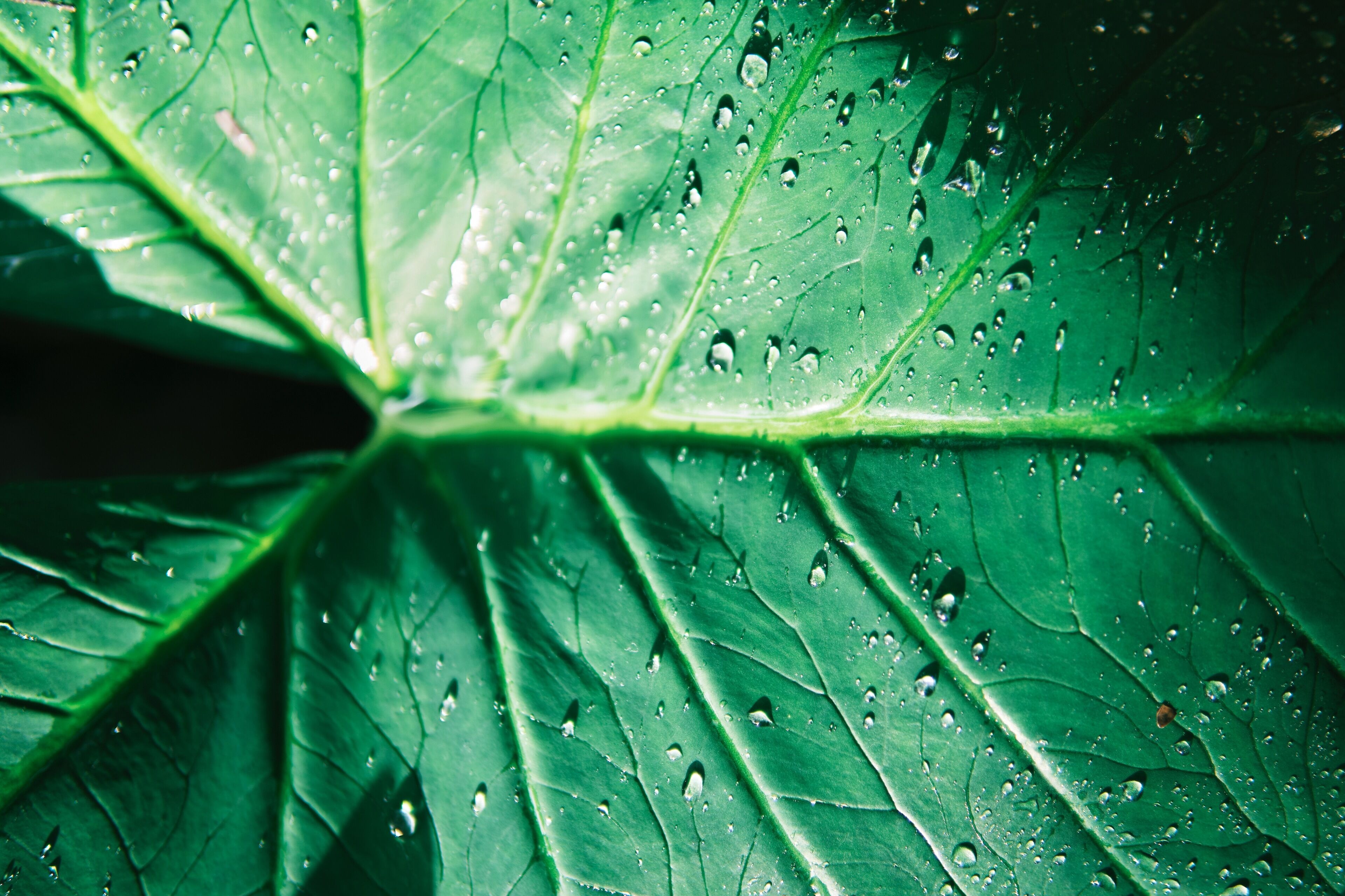 Primer plano de una hoja verde con gotas de agua.