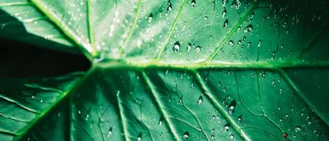 Primer plano de una hoja verde con gotas de agua.