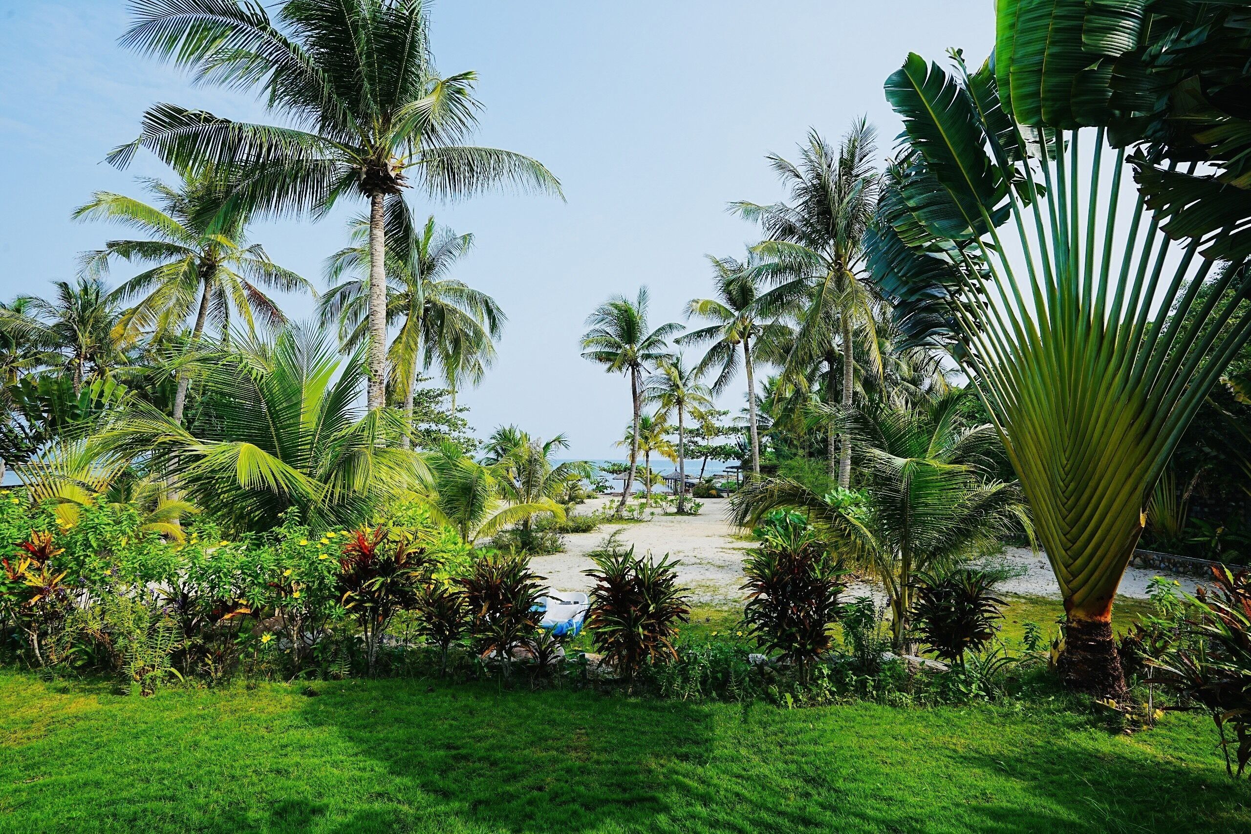 A tropical garden with palm trees and a pathway leading to a beach.