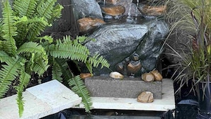 Ein stufenförmiger Felswasserfall mit einem Becken aus Stein am Boden, umgeben von Farne und anderer Vegetation.