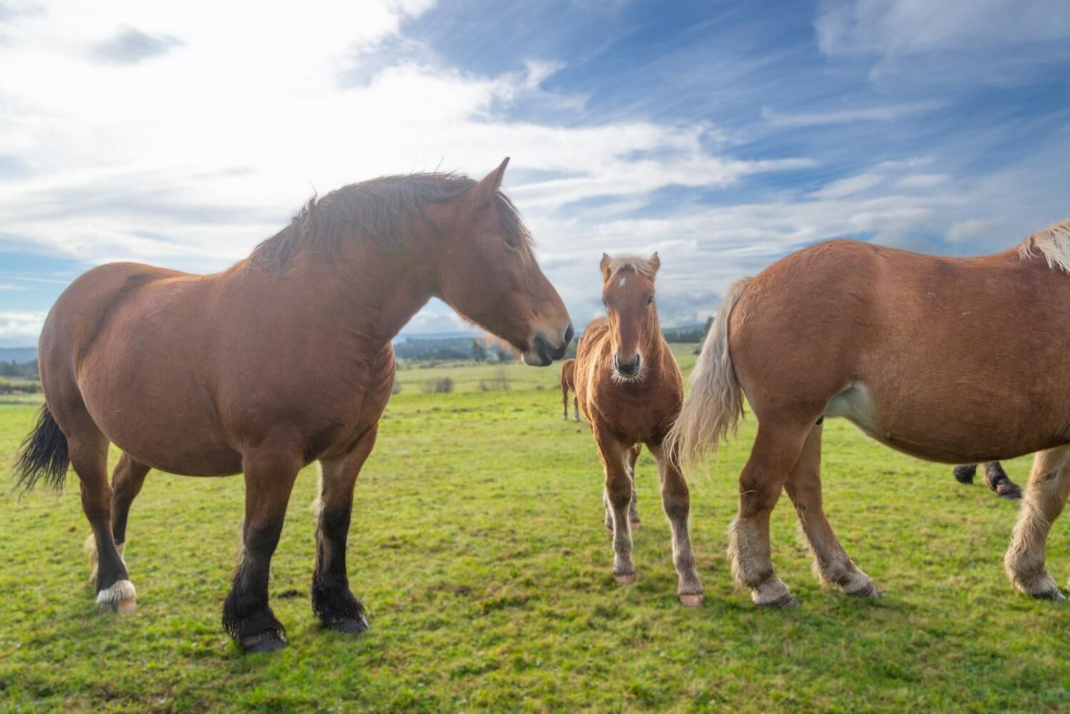 Three horses in a grassy field with a cloudy sky.