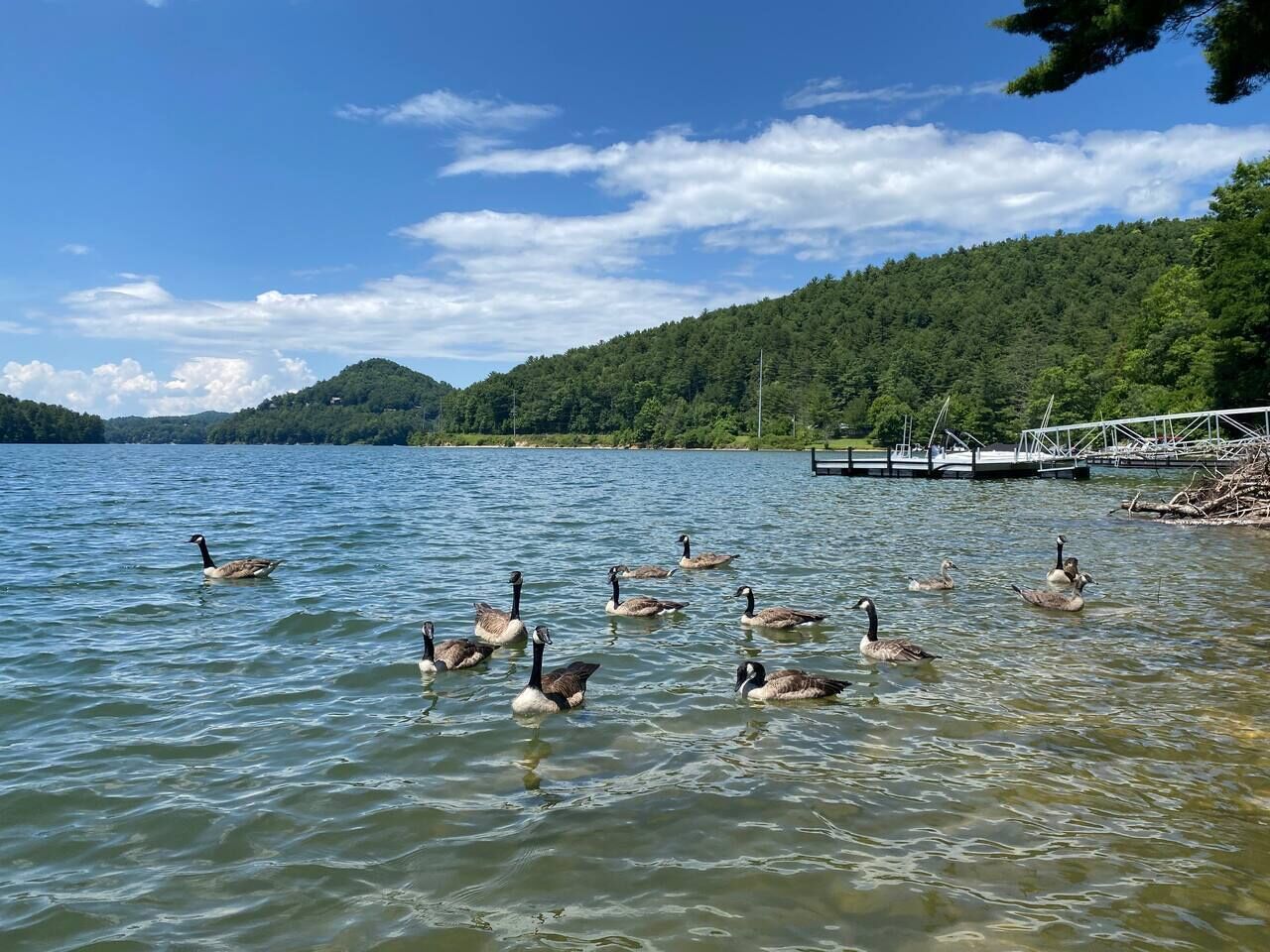 Un lac où nagent plusieurs oies, bordé d’une colline boisée et d’un quai.