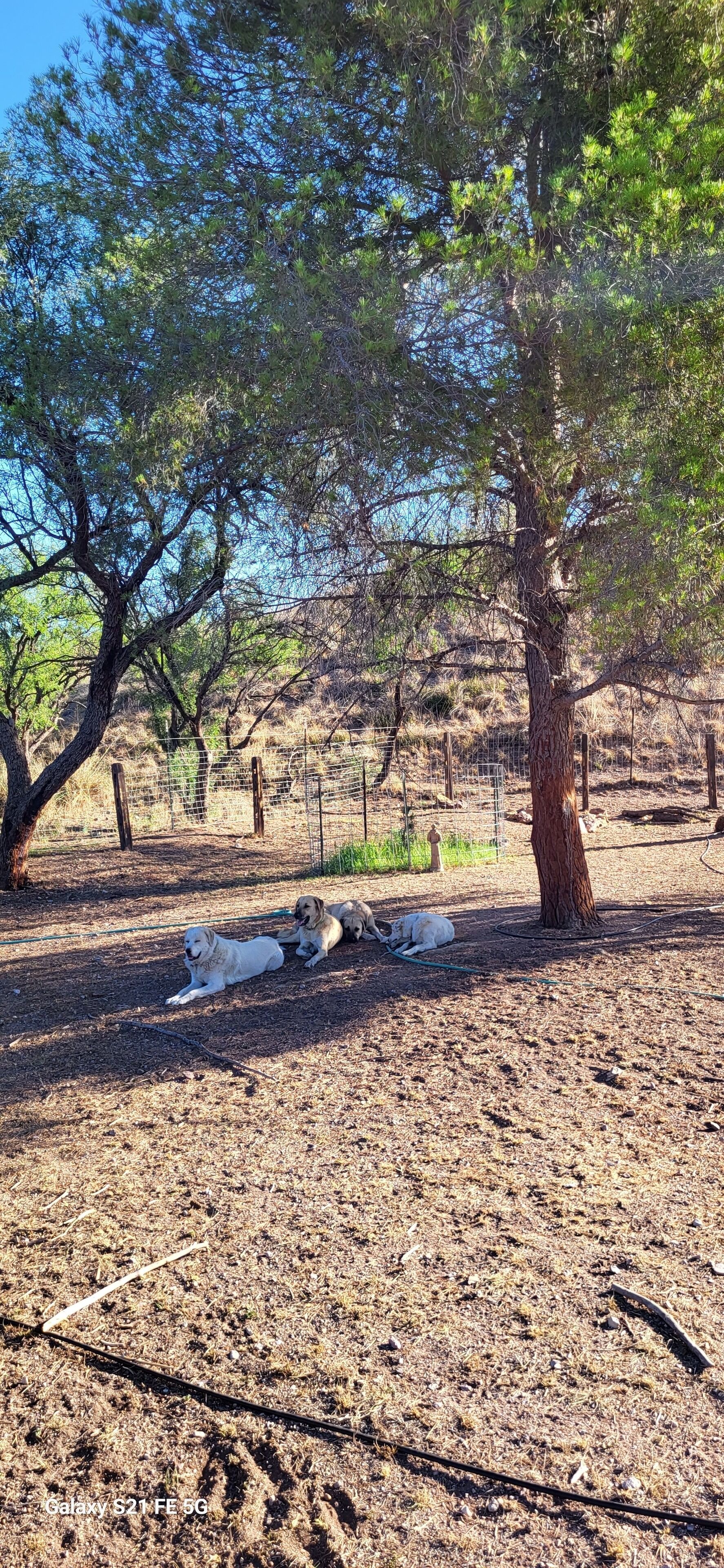 Un espacio al aire libre cercado, con árboles y suelo de tierra.