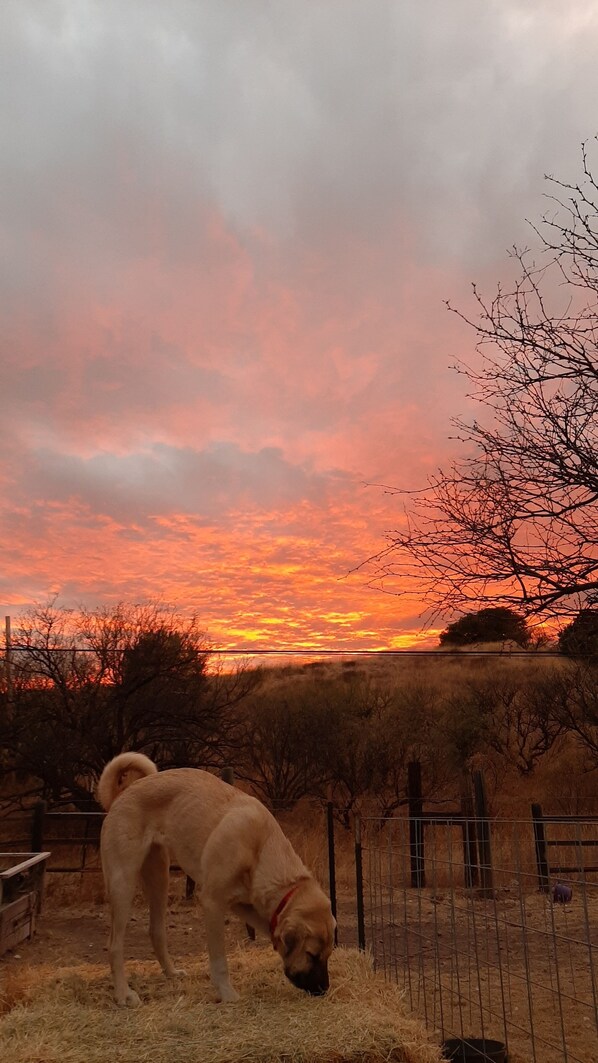 Pet-friendly -  New Vintage Trailer on 40 acre horse ranch close to wineries and fun outings. (Patagonia)