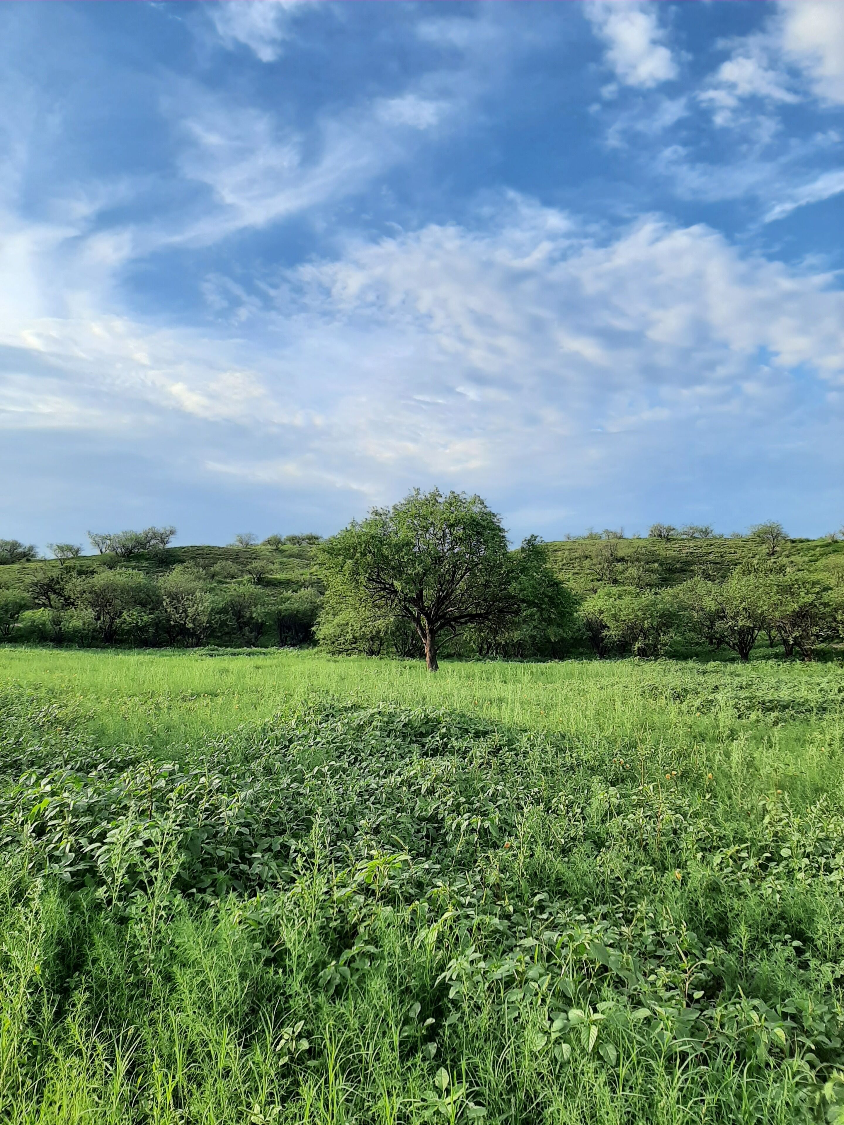 Un campo con un árbol destacado en el centro y cielo despejado.