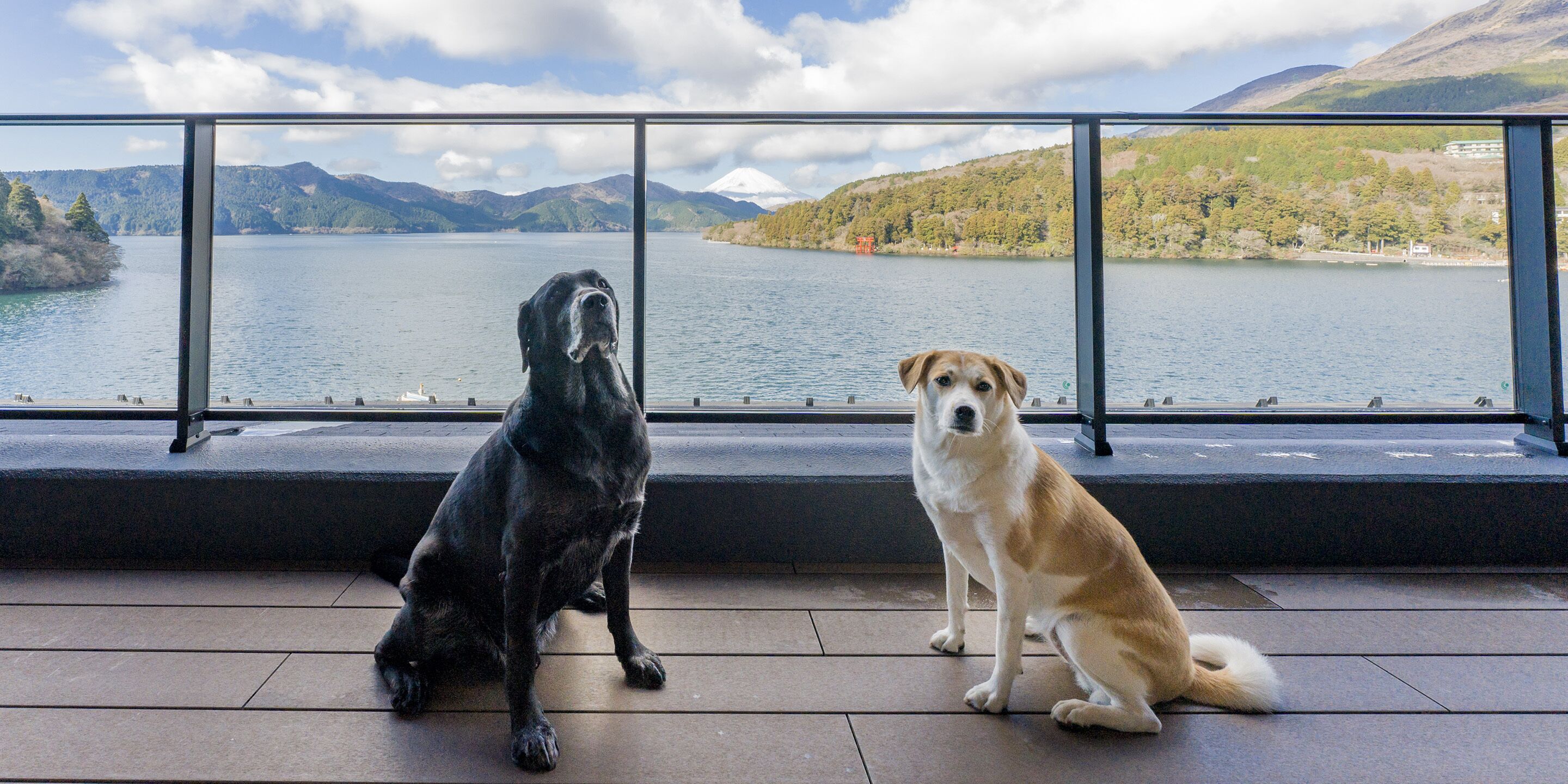 (4double beds and Futon), Dog Friendly, Suite, Non Smoking | Terrace/patio