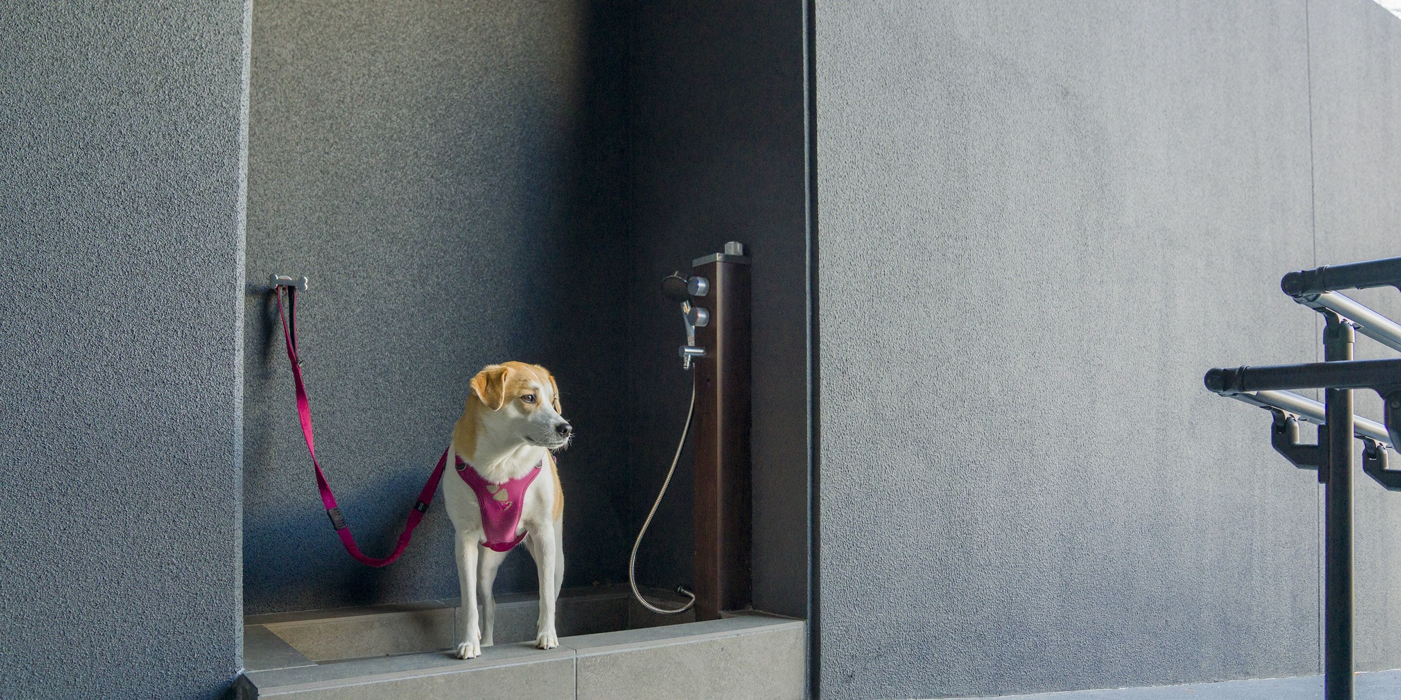 A dog in a pet-friendly bathroom with a shower and a metal railing.