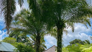 Un sendero conduce a una casa rodeada de abundante vegetación y palmeras.