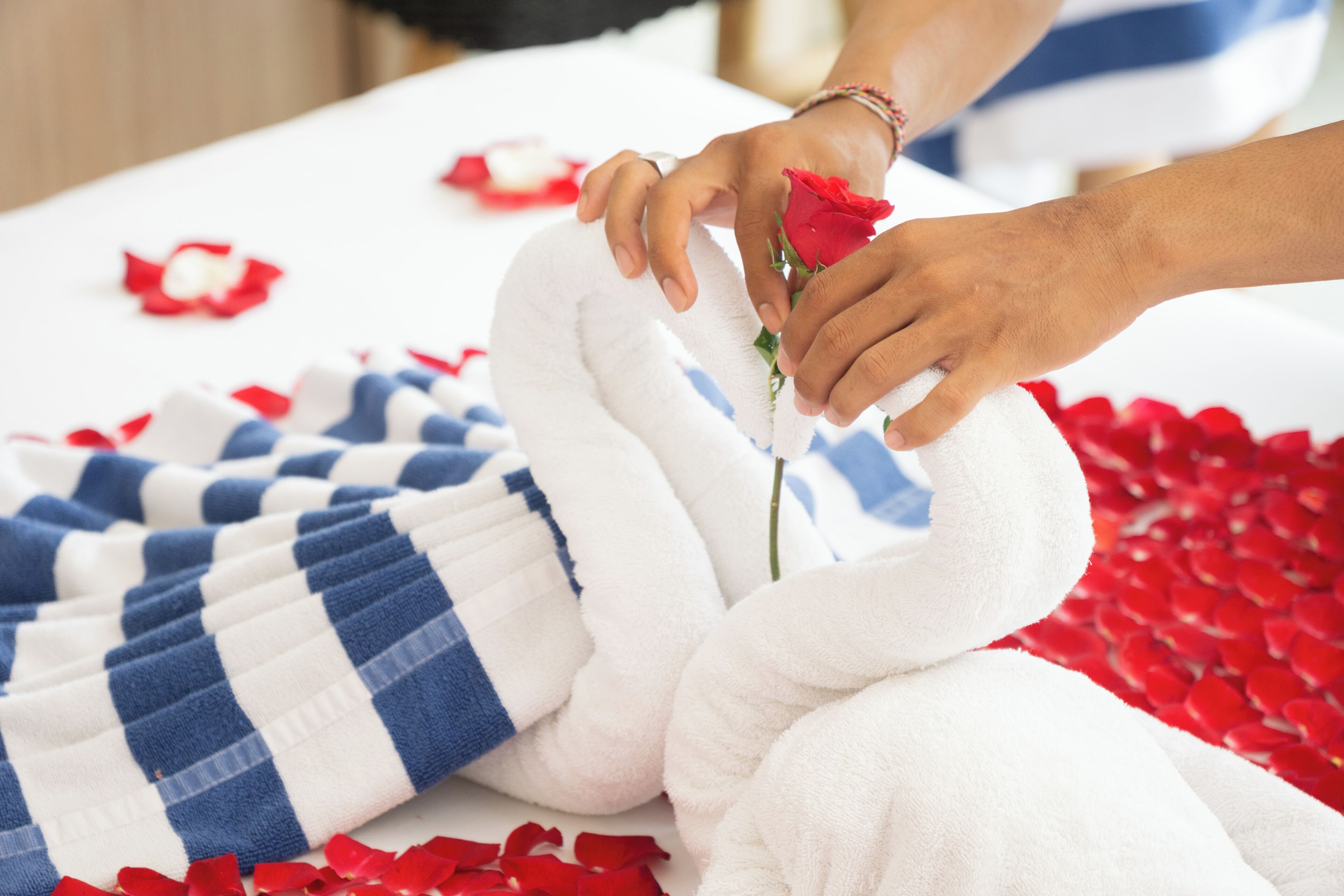 A person placing a rose on a white towel.