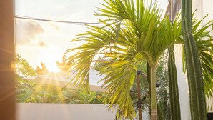 Un espacio exterior tranquilo con una zona de estar tejida, una palmera alta y diversos cactus.