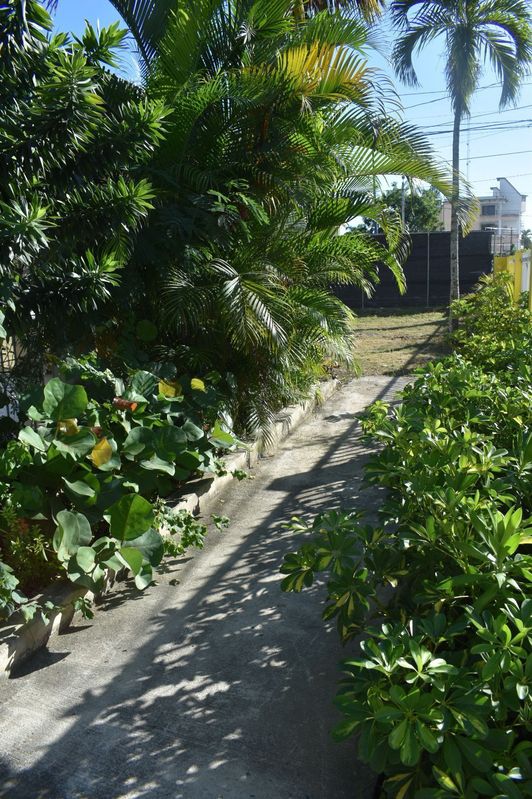 Un stretto sentiero in cemento costeggiato da una rigogliosa vegetazione e palme, che conduce verso una zona residenziale con case sullo sfondo.