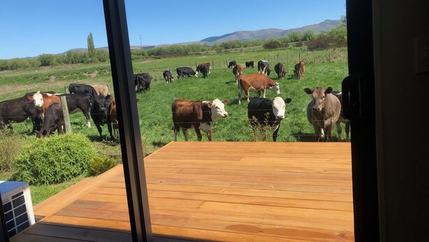 A view of a grassy field with cows from inside a building. - Luxuriate in Lumsden (Lumsden)