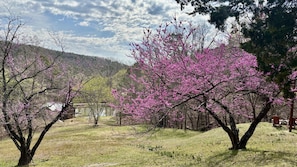 Surrounded by blooming trees and rolling hills, this serene landscape offers a peaceful escape.