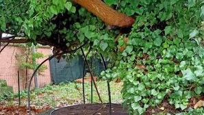 Un espace jardinier agrémenté d’une structure circulaire en pierre, qui pourrait être un puits ou une fontaine, entouré de verdure et bordé d’un sentier en pierre.