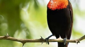 Un pájaro posado en una rama.