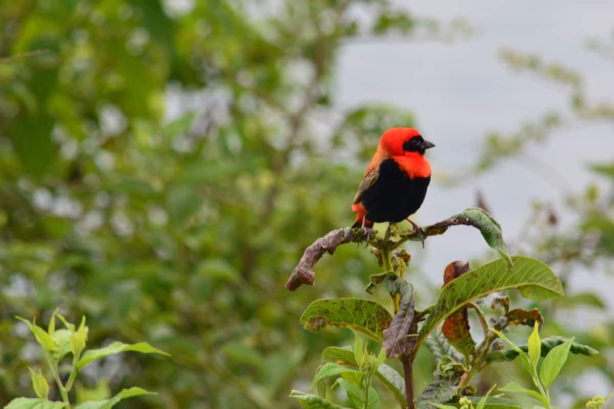 Un oiseau était perché sur une branche.