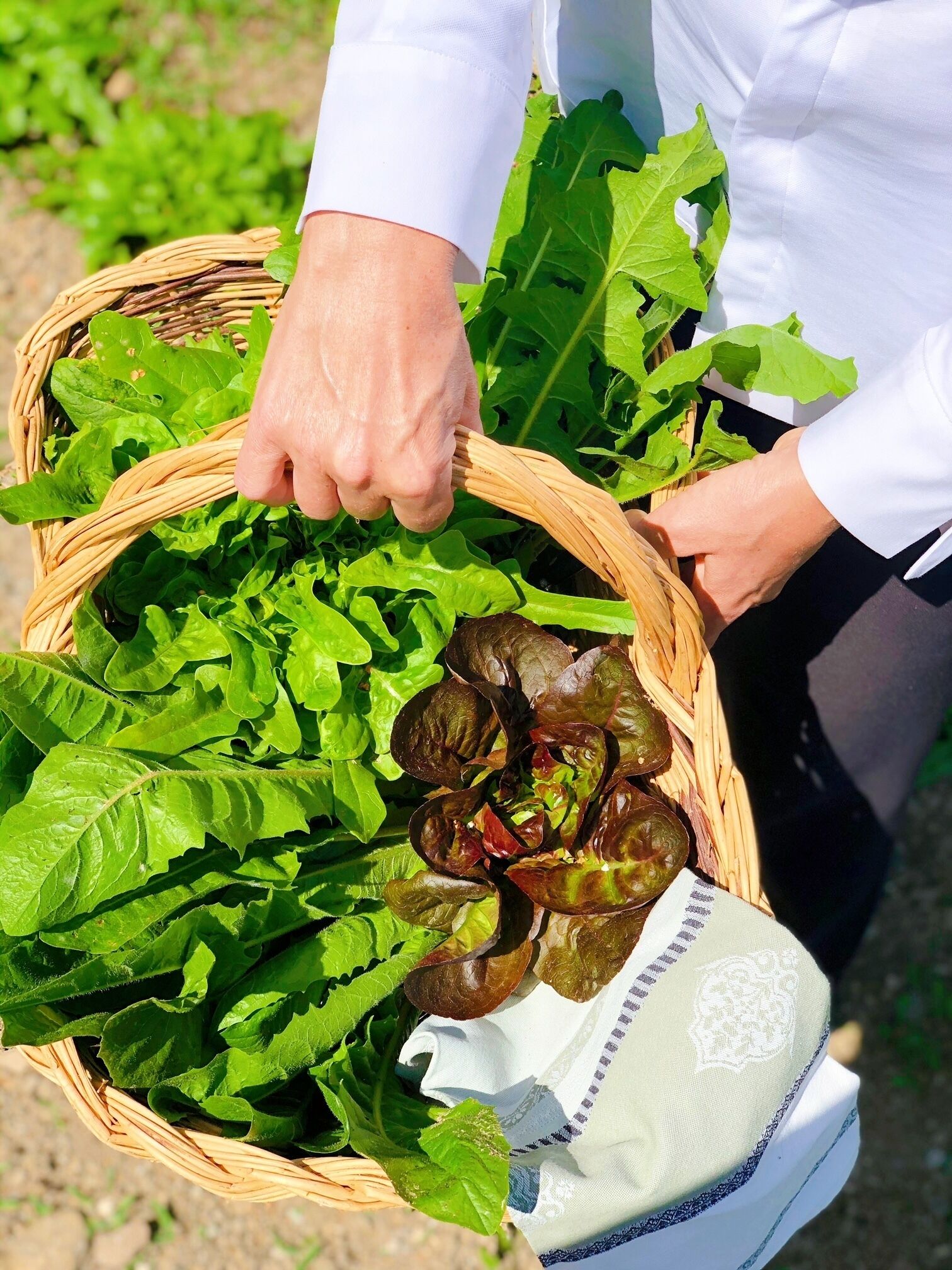 Une personne tenant un panier rempli de différentes sortes de légumes-feuilles.