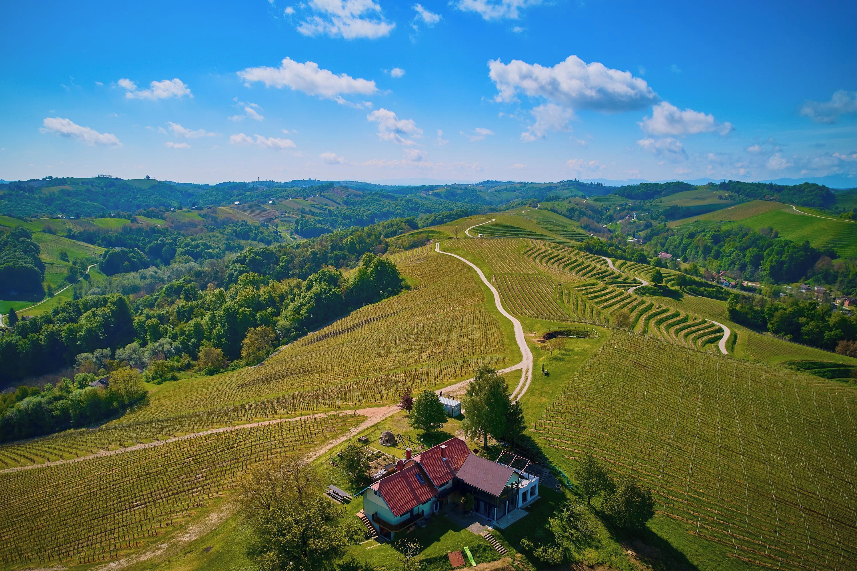 A vineyard with rows of grapevines, a house with a red roof, and rolling hills in the background.