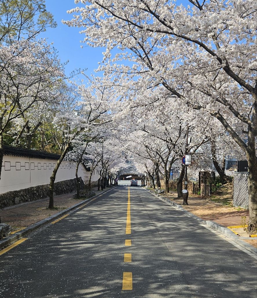 A tree-lined street with a clear road and a pedestrian path.