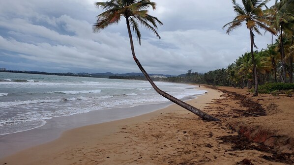 Une plage bordée de palmiers, avec des vagues et une côte qui s’étend au loin.
