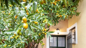 Un patio con limonero dando frutos, una puerta verde y un muro con diseño.