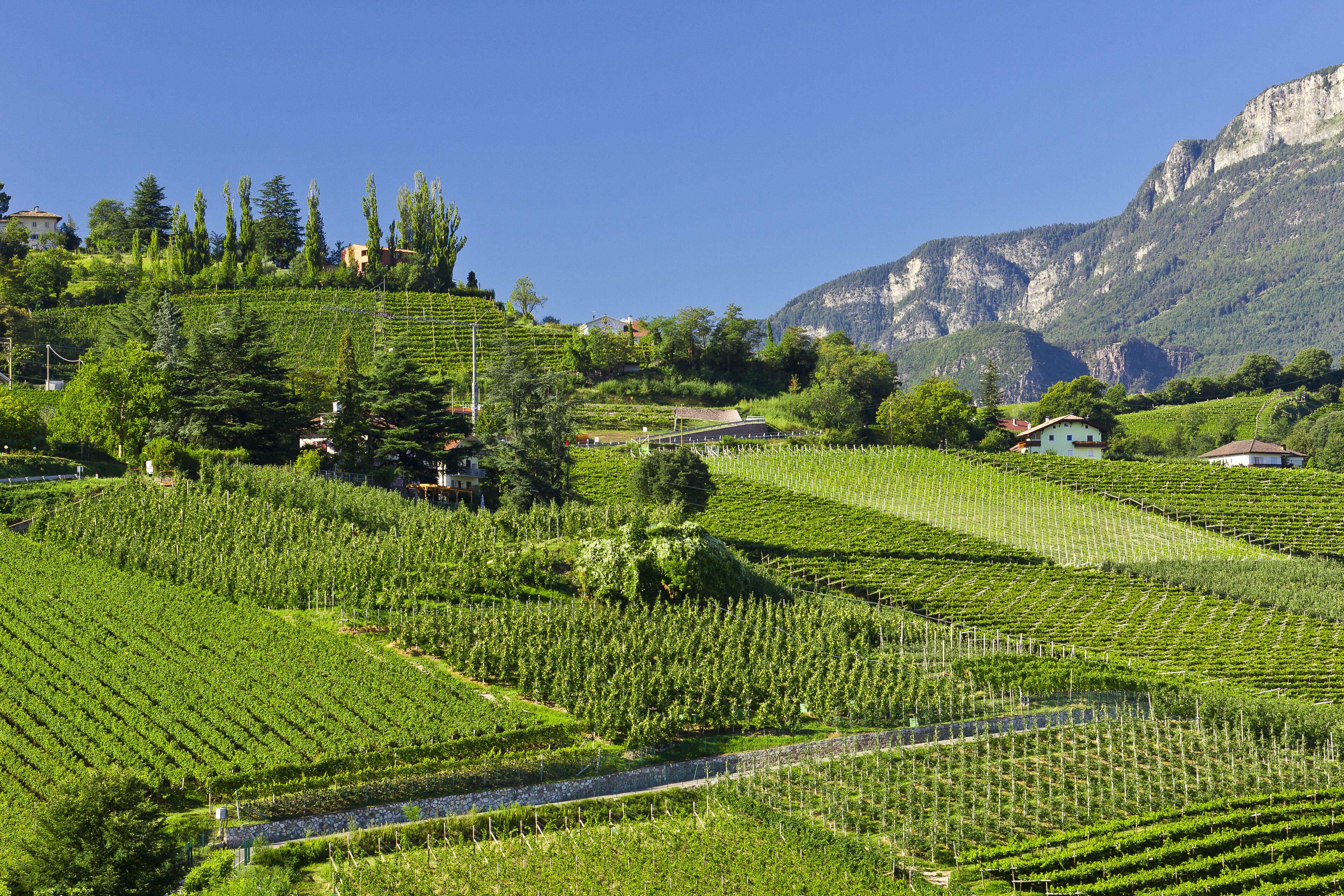 A vineyard with terraced rows of grapevines, a few buildings, and mountains in the background.