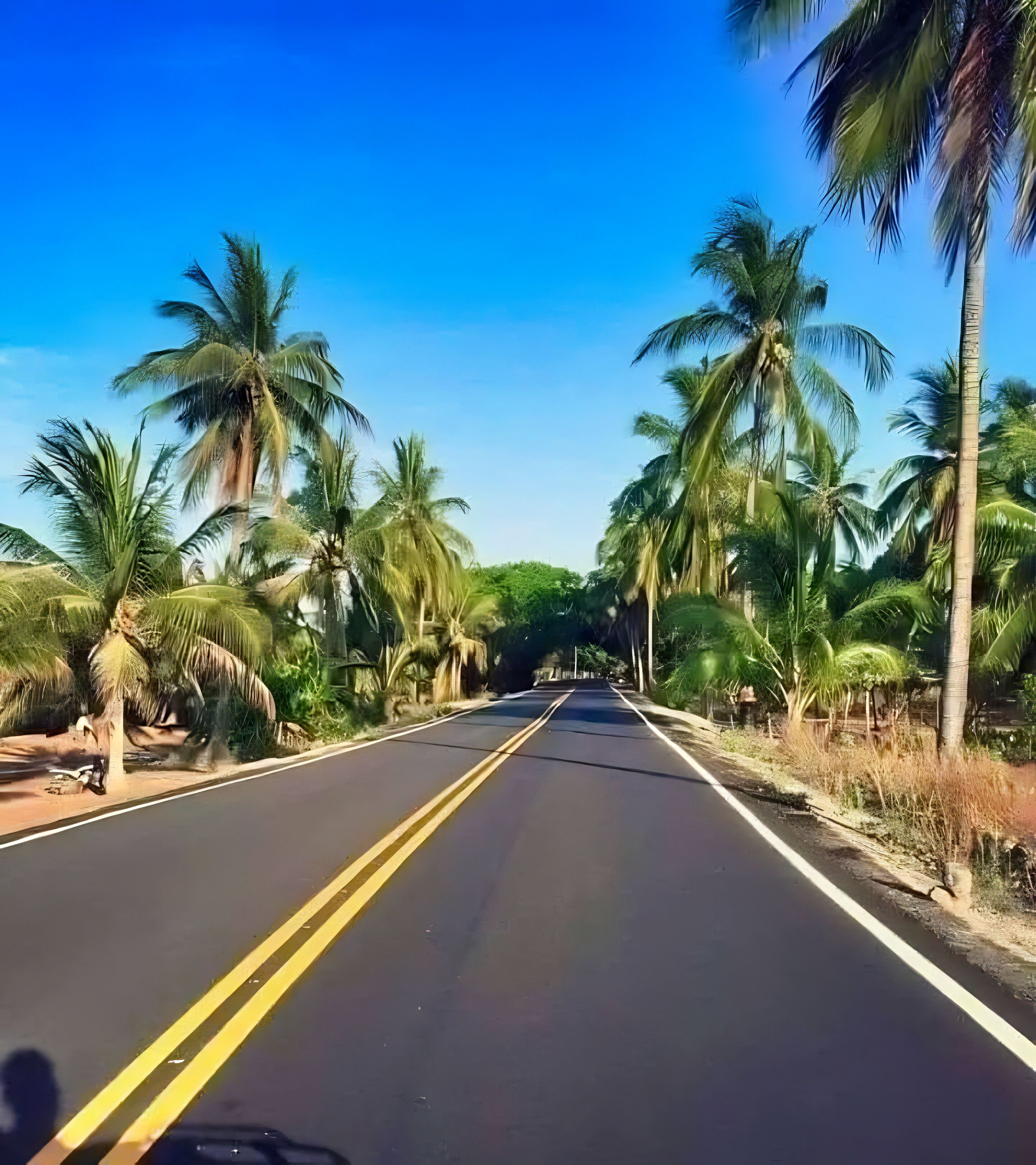 Camino bordeado por palmeras y vegetación bajo un cielo azul despejado.
