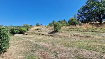 A dry grassy field with scattered trees and a clear blue sky.