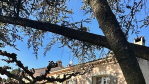 Un edificio tradicional con techo de tejas, un gran árbol en primer plano y un césped bien cuidado.