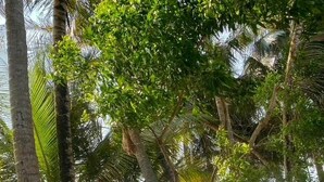 A beach with palm trees and a concrete barrier. - Studio Océan - Vue sur Mer/Pied dans l'eau (Libreville)