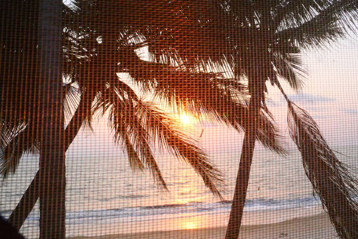 A beach scene with palm trees and the sun setting over the ocean.