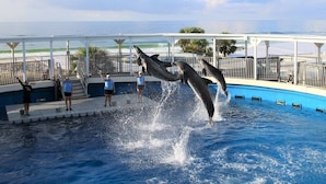 Des dauphins se produisent dans une piscine devant un public.