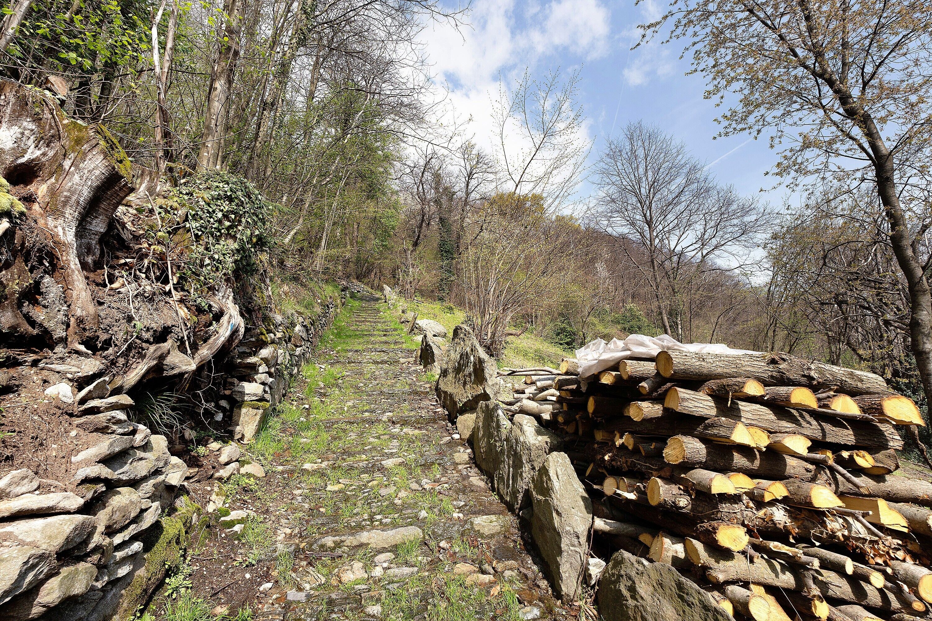 Un mur de pierres, une pile de bûches et un sentier bordé d’arbres.