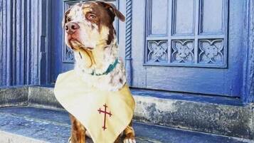 A dog sitting on steps in front of a blue door.