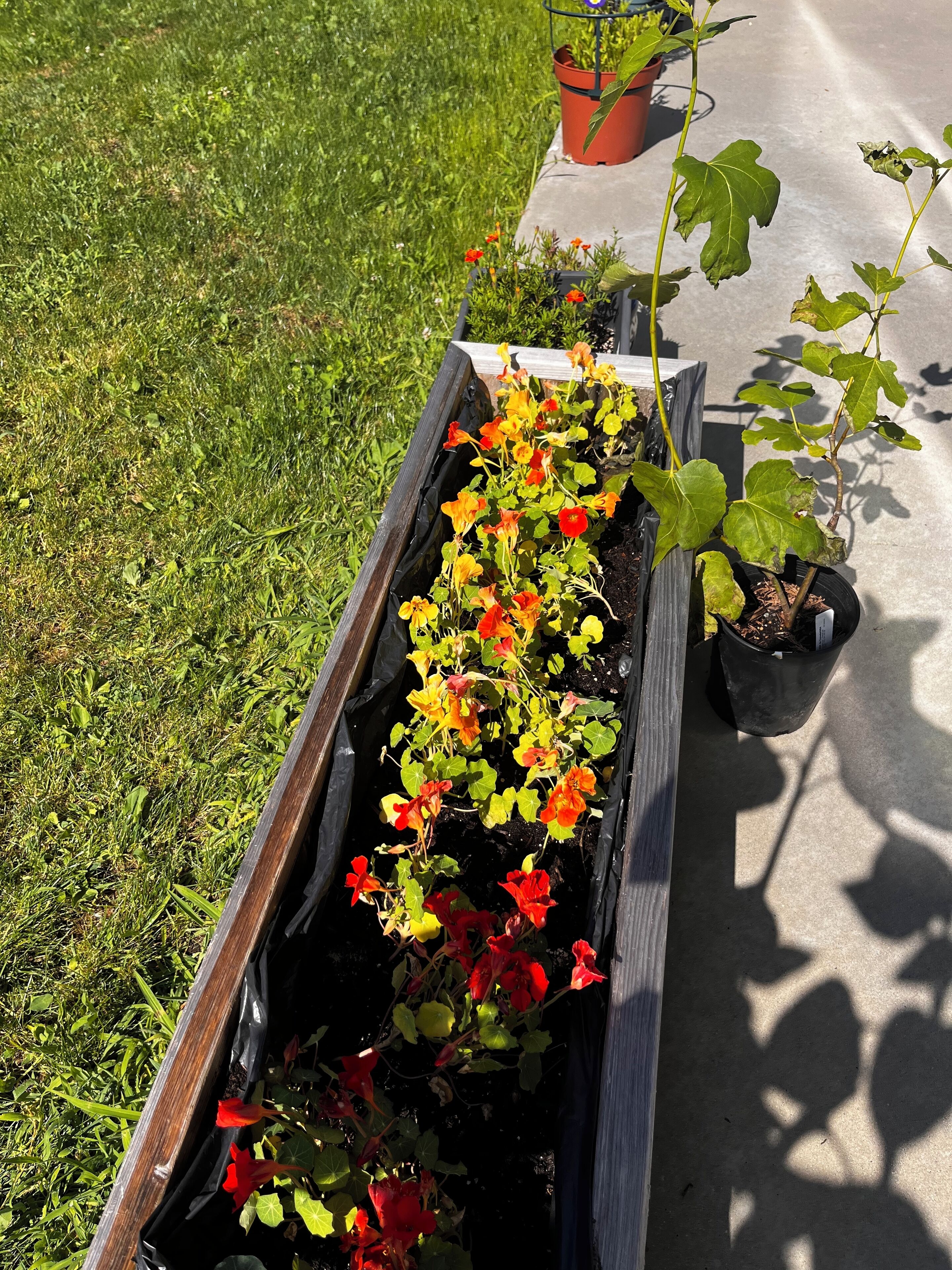 A raised garden bed with various flowering plants.