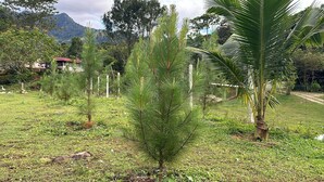 A small tree in a grassy area with a mountain in the background.