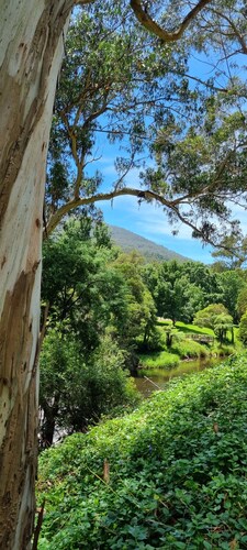 Idyllwylde: pet-friendly, renovated vintage  cabin, close to town and river
