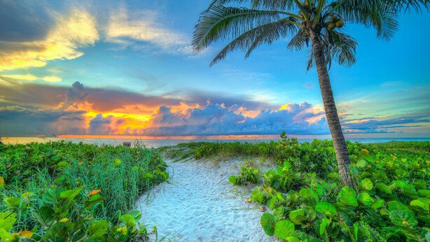 A beach path with lush greenery and a palm tree. - Luxury Oceanfront Beach House - all bedrooms have spectacular views - Sleeps 6+ (Melbourne Beach)