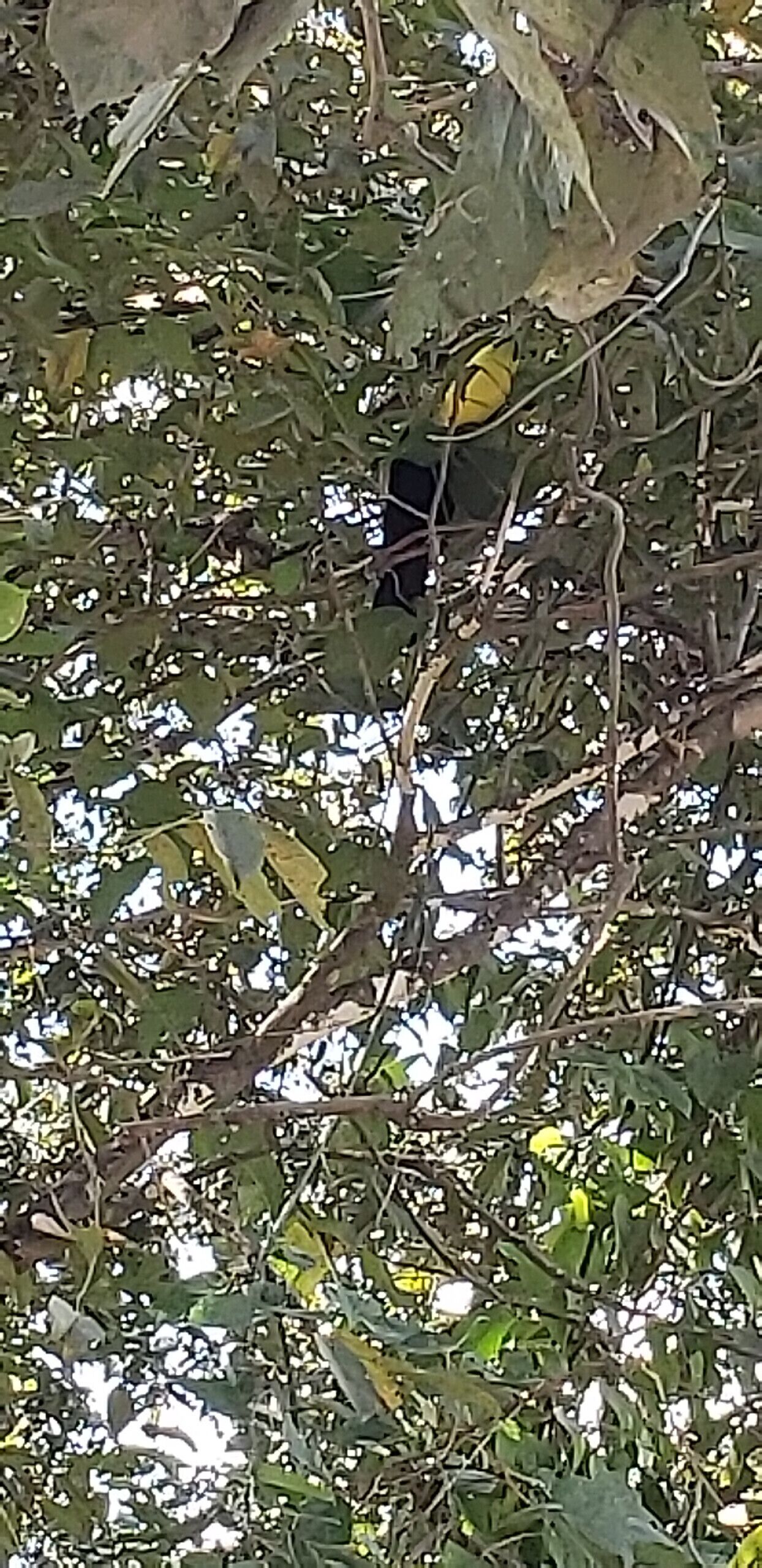 A bird perched on a branch amidst dense foliage.