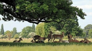 A group of deer in a grassy field with trees in the background.
