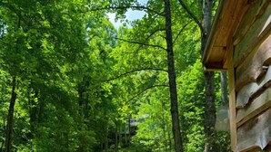 A wooden staircase leading to a cabin surrounded by lush greenery.