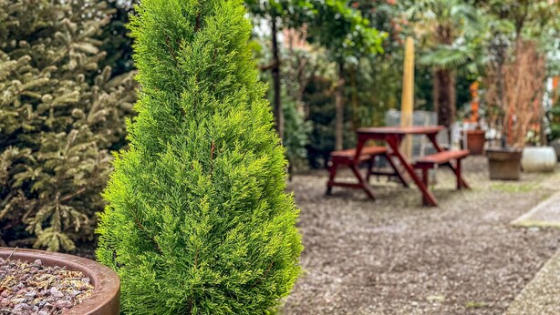 Un jardin agrémenté d’un arbre à feuilles persistantes, d’un espace recouvert de gravier et d’une table de pique-nique en bois.