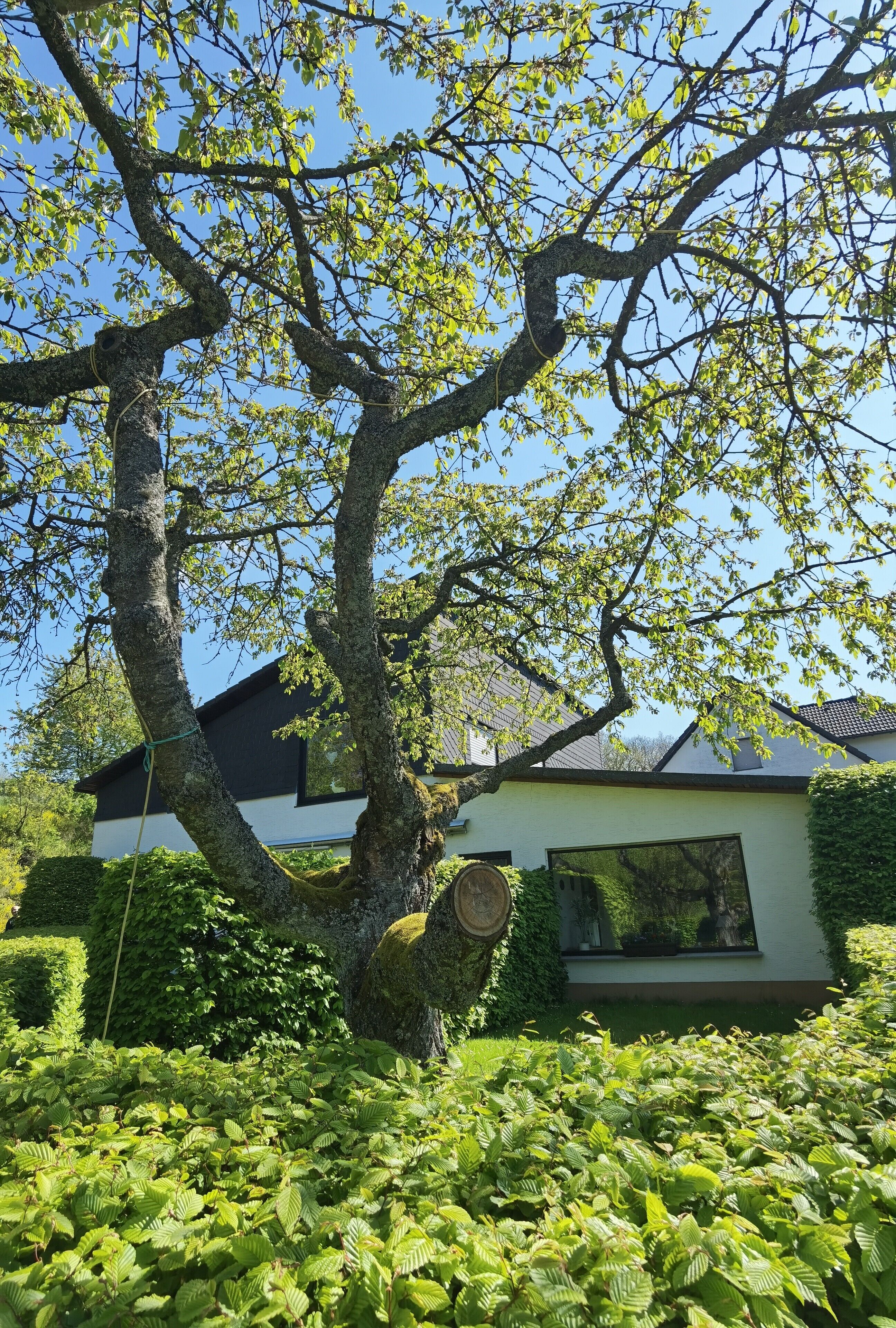 A tree with a thick trunk and branches, a building with a white facade and dark roof, and a well-maintained garden with green foliage.