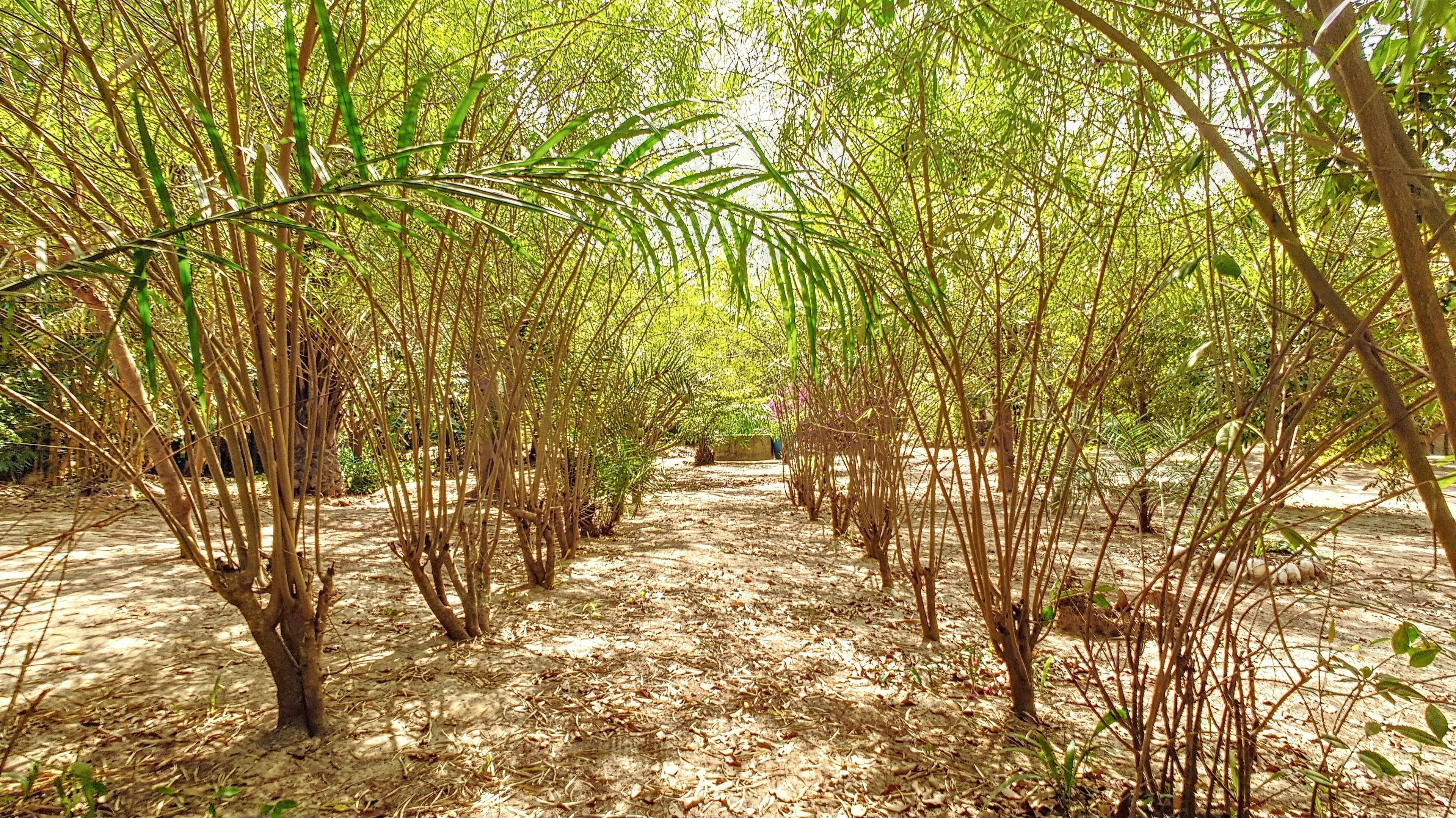 A pathway through a dense bamboo grove with a sandy ground.